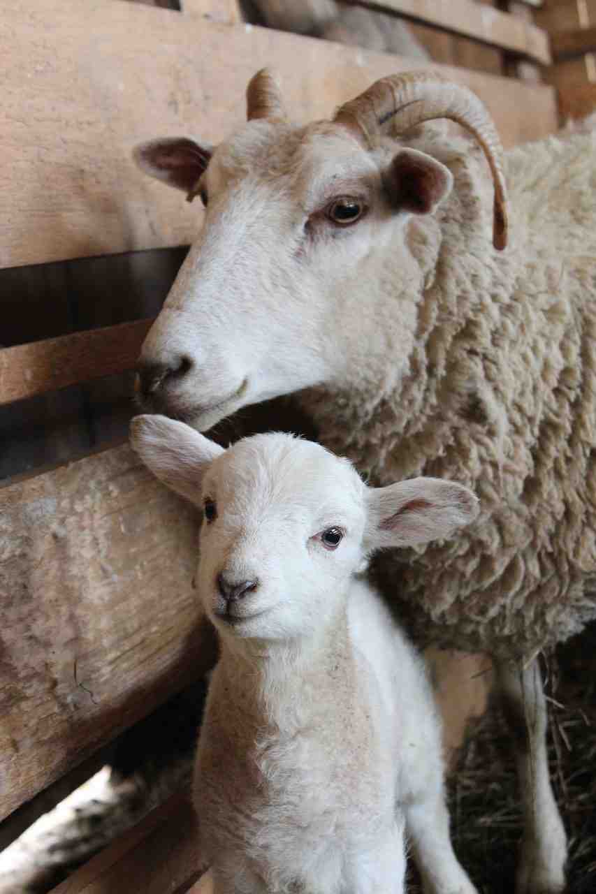 moutons, agneau, moutons bébé